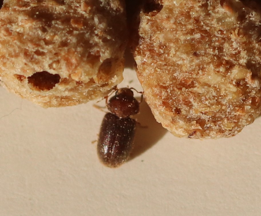 Beetles ?? Rustred Flour Beetle NatureSpot